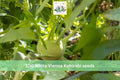 100 Seeds White Vienna Kohlrabi Heirloom Brassica Vegetable Garden Planting