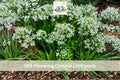 Flowering Chinese Leek Seeds 100pcs Allium tuberosum Garlic Chives Perennial Vegetable for Garden & Container Planting