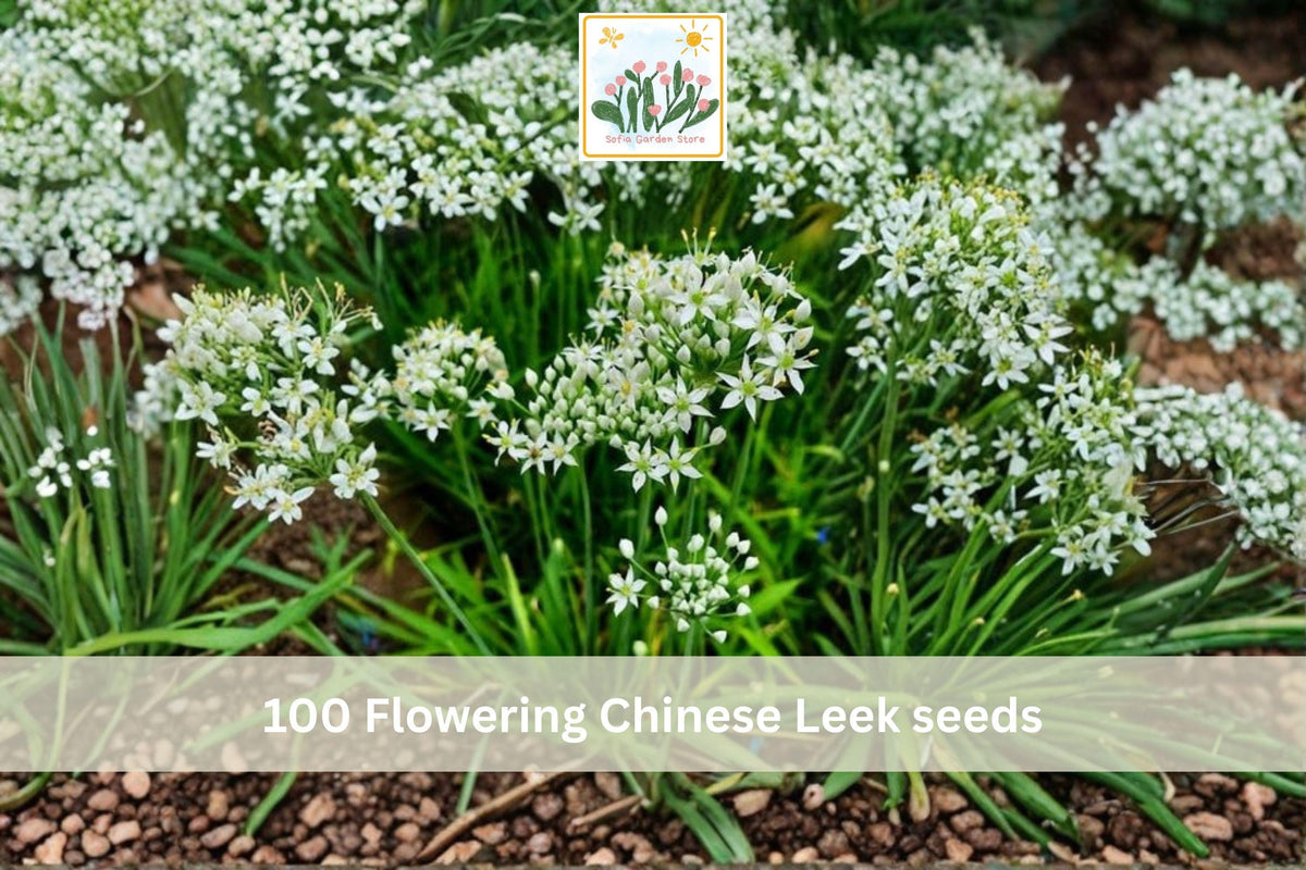 100 Seeds Flowering Chinese Leek Allium tuberosum Garlic Chives Vegetable Garden