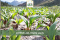 10 Seeds Wild Leek Ramps Allium tricoccum Woodland Vegetable for Garden Planting