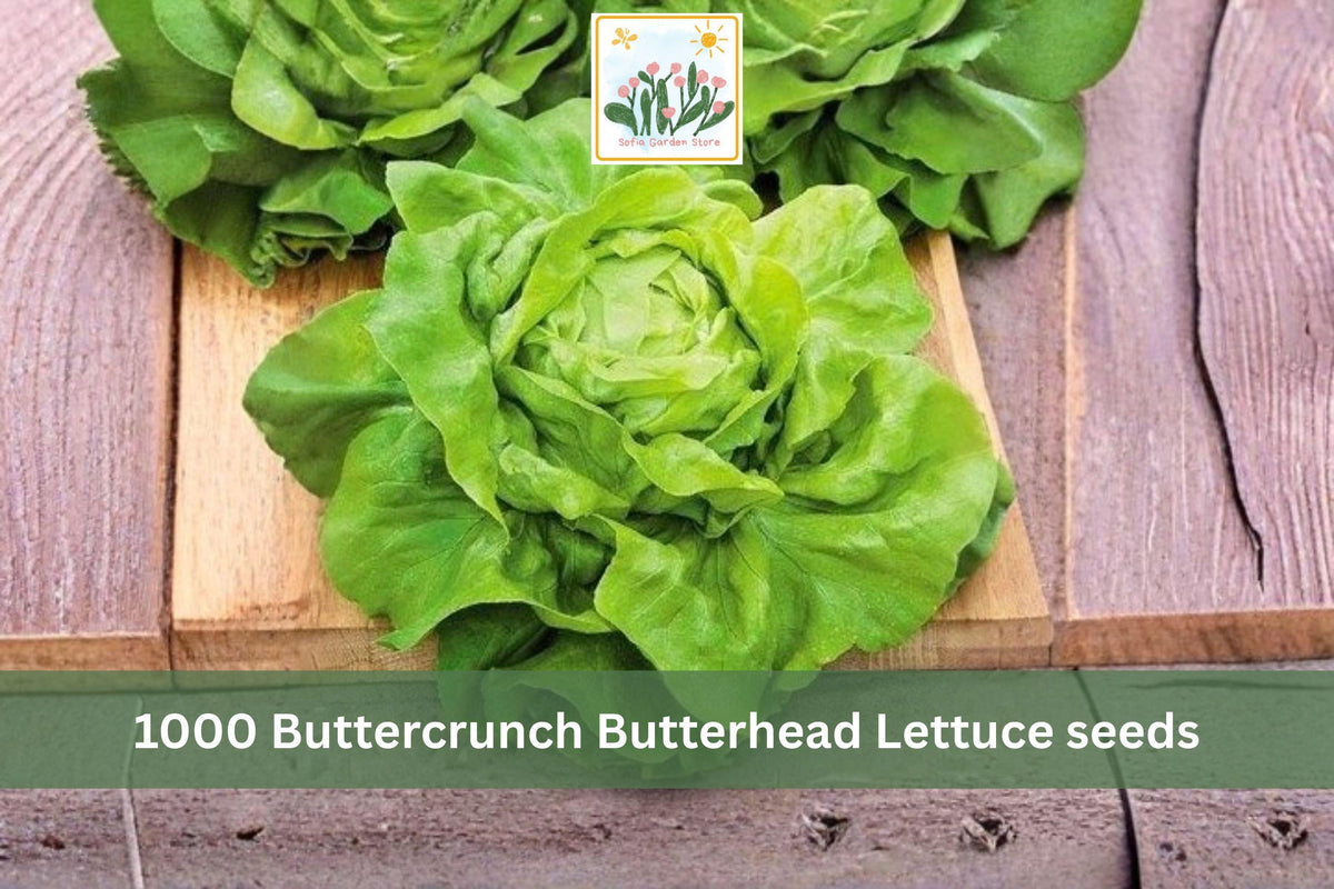 1000 Seeds Buttercrunch Butterhead Lettuce Heirloom Vegetable Garden Planting