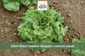 1000 Seeds Black Seeded Simpson Lettuce Heirloom Loose Leaf Garden Vegetable
