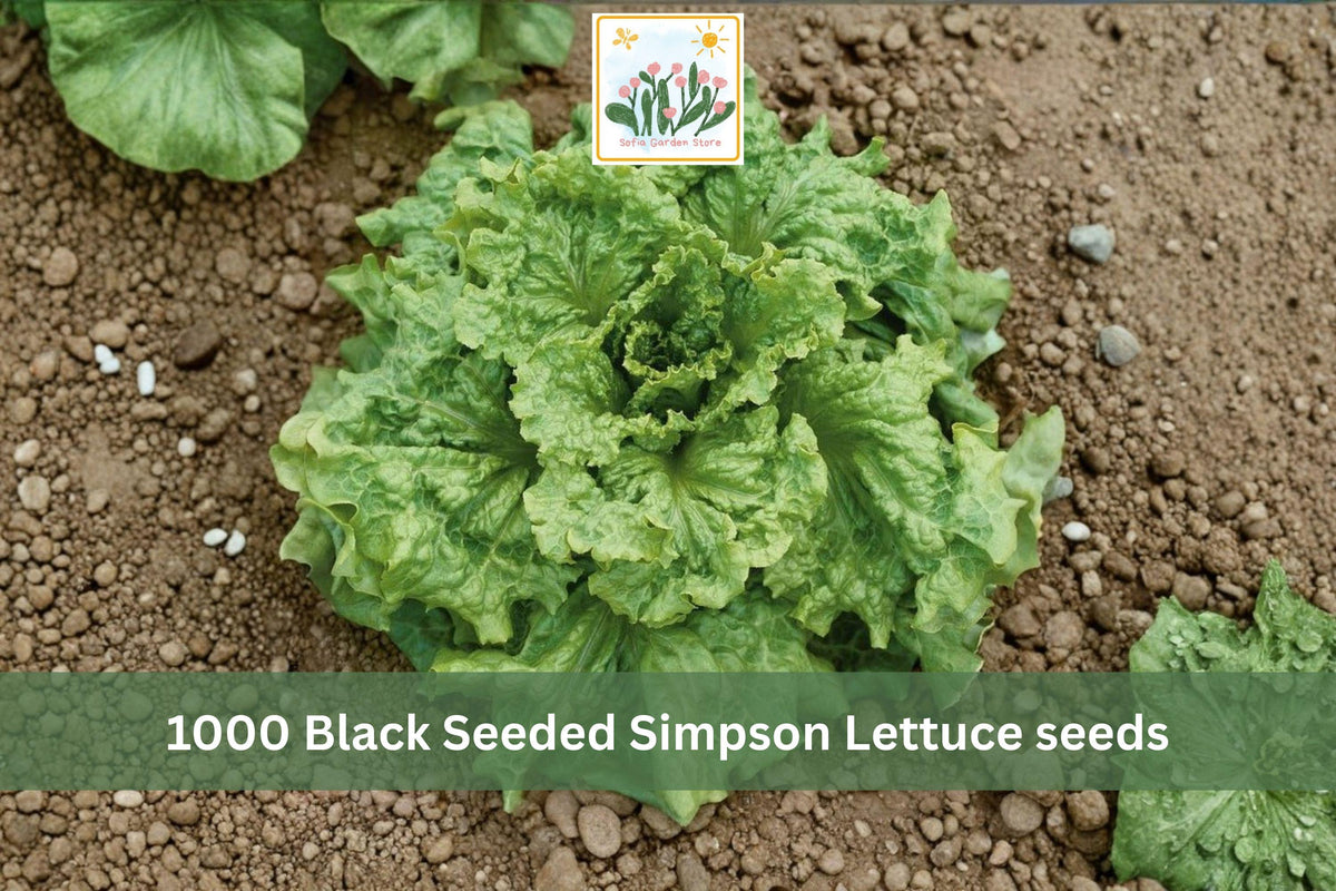 1000 Seeds Black Seeded Simpson Lettuce Heirloom Loose Leaf Garden Vegetable