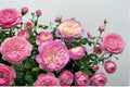 Constance Spry Rose Seeds, Flowering Garden Plant, Rosa spp., 8 Seeds for Cultivation and Breeding