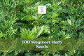 100 Mugwort Herb Seeds Artemisia vulgaris Perennial Aromatic Foliage for Herb Gardens and Natural Landscapes