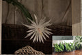 Queen of the Night Epiphyllum oxypetalum Rooted Plants | Night-Blooming Fragrant Orchid Cactus | Live Tropical Houseplant