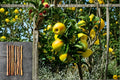 Apple Scions Mix - Grafting Fruit Tree Varieties - Malus domestica, Gala, Yellow Delicious, Chenango Strawberry