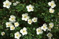 Canada Anemone Seeds – Native Perennial with White Blooms, Easy Spread, Moist Soil, Pollinator Garden, Anemone canadensis, 25 Seeds