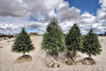 Norway Spruce Live Plants 2-3 ft Tall | Evergreen Conifer Tree Picea abies for Landscaping & Privacy Screening