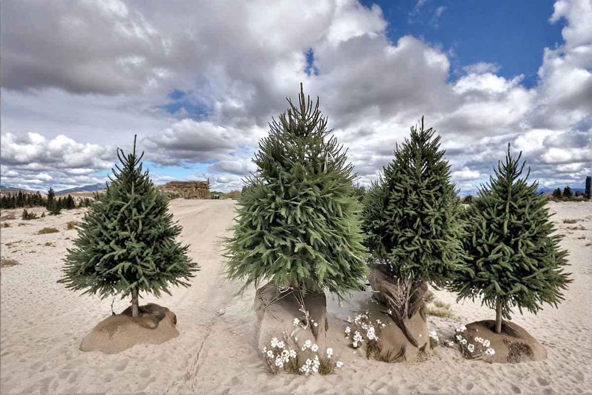 Norway Spruce Live Plants 2-3 ft Tall | Evergreen Conifer Tree Picea abies for Landscaping & Privacy Screening