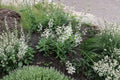 Penstemon pallidus Pale Beardtongue Seeds – Native Lavender Perennial for Prairie Gardens & Pollinator Habitats