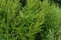 Rumex altissimus Pale Dock Seeds – Native Tall Perennial for Meadows, Wetlands & Naturalized Landscapes, Wildlife Habitat, Moist Soils