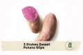Stokes Sweet Potato Slips - Purple Flesh, High-Yielding, Ipomoea batatas, Garden, Container, Raised Bed Plant