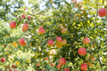 Fuji Apple Tree Live Plant - Bare Root Malus domestica 'Fuji' for Home Garden and Orchard