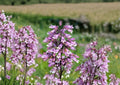 Penstemon Calycosus Seeds – Native Calico Beardtongue Wildflower for Pollinator Gardens, Lavender Pink Tubular Blooms, Perennial, Drought Tolerant