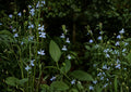 Lobelia Inflata Seeds – Native Wildflower for Pollinator Gardens – Indian Tobacco, Pale Blue Tubular Flowers, Ecological Landscaping