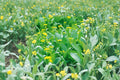Yu Choy Choi Sum Seeds – Heirloom Non-GMO Chinese Flowering Cabbage Vegetable for Stir-Fries & Salads