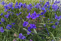 Ohio Spiderwort Seeds – Native Perennial with Blue Flowers, Tradescantia ohiensis, 25 Seeds for Prairie Gardens & Pollinator Habitats
