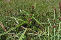 Scarlet Toothcup Seeds – Native Wetland Wildflower, Red Blooms for Rain Gardens – Ammannia coccinea, 1000 Pack
