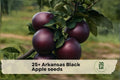 Arkansas Black Apple Seeds – Heirloom Malus domestica for Backyard Orchard, Edible Landscape, and Fruit Growing