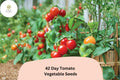 42-Day Tomato Seeds 100+ | Heirloom Early Ripening Solanum lycopersicum Red Garden Vegetable
