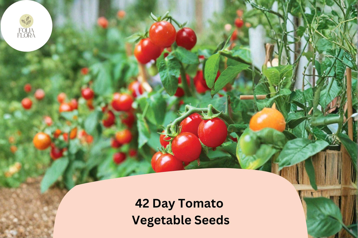 42-Day Tomato Seeds 100+ | Heirloom Early Ripening Solanum lycopersicum Red Garden Vegetable