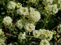 Golden Wild Buckwheat Seeds – Eriogonum heracleoides Heirloom Non-GMO Native Wildflower for Drought-Tolerant Gardens