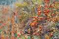 American Bittersweet Vine Plants - 12-18" Celastrus scandens Climbing Vines for Gardens & Fences
