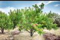Contender Peach Tree Bare Root Live Plant – Yellow-Fleshed Prunus persica for Backyard Orchard and Garden