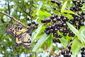 Black Cherry Live Plants - 2ft Prunus serotina Wild Cherry Tree for Landscaping & Wildlife Gardens