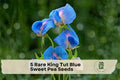 Rare King Tut Blue Sweet Pea Seeds - Climbing Lathyrus sativus azureus with Azure Blue & Pink Blooms