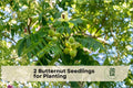 Butternut Seedlings, Juglans cinerea, Native White Walnut, Deciduous Nut Tree for Orchard and Landscape Planting