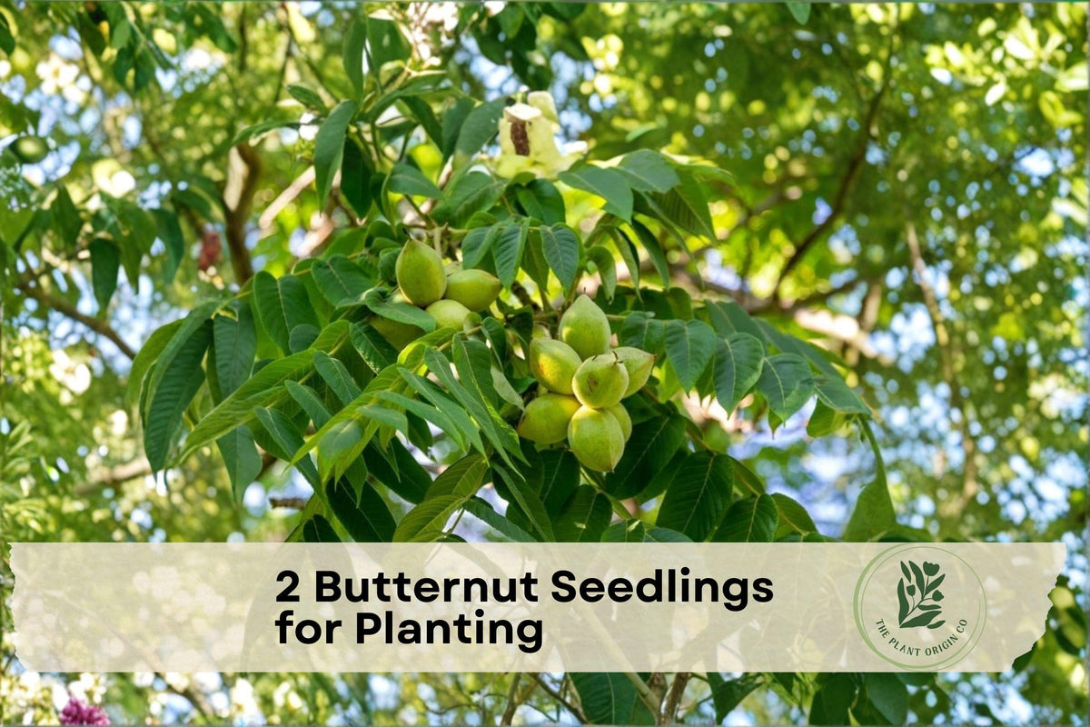 Butternut Seedlings, Juglans cinerea, Native White Walnut, Deciduous Nut Tree for Orchard and Landscape Planting
