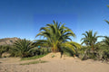 Phoenix Canariensis Seeds – 10 Tropical Canary Date Palm Tree Seeds for Exotic Landscape, Patio, Indoor Display
