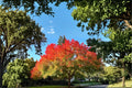 Chinese Pistache Live Plant - 18" Ornamental Tree with Vibrant Fall Foliage - Pistacia chinensis