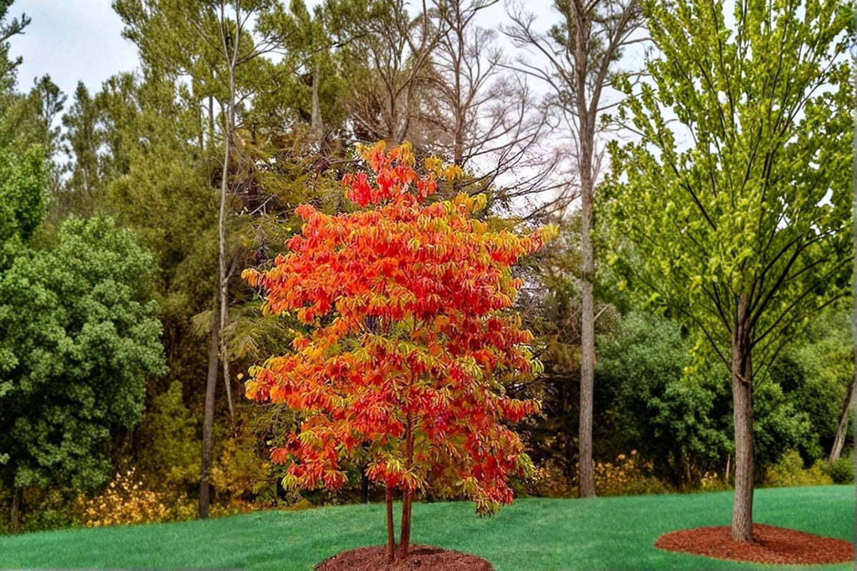 Sassafras albidum Live Plants – Native Deciduous Tree with Unique Leaf Shapes, 1-2 ft Bare Root, Ornamental Landscaping