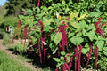 Love Lies Bleeding Seeds – Red Tassel Annual Flower for Gardens, Amaranthus caudatus, 100 Seeds