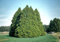 Eastern Arborvitae Seeds – Thuja occidentalis for Hedges, Windbreaks, Evergreen Landscaping (50 Seeds)