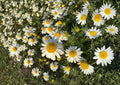 German Chamomile Seeds – Fragrant Daisy Flowers for Tea, Herbal Remedies, Cottage Gardens, Pollinator-Friendly, Matricaria recutita