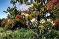 Southern Magnolia Live Plant - 18" Tall, Evergreen Tree with Fragrant White Flowers, Magnolia grandiflora