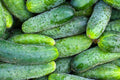 Boston Pickling Cucumber Seeds - Heirloom, Non-GMO for Home Garden, Pickling & Fresh Eating