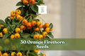 30 Orange Firethorn Seeds - Pyracantha Bonsai Shrub - Glossy Green Foliage & Bright Orange Berries - Easy to Grow Ornamental Plant
