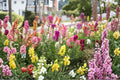 Tall Snapdragon Seeds, Colorful Mix, Heirloom Garden Flowers, Antirrhinum majus