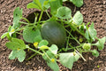 Heirloom Early Valencia Melon Seeds for Warm Climate Gardening – Sweet Juicy Honeydew Fruit, Heirloom Seed Pack