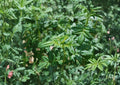 Black Mint Huacatay Seeds, Tagetes minuta, Aromatic Medicinal Culinary Herb, Perennial Herb Plant, Andean Herb Garden, Rare Healing Plant