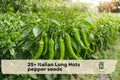 Italian Long Hots Pepper Seeds, Heirloom Capsicum annuum, Long Slender Green to Red Hot Peppers for Cooking & Gardening