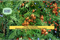 Thuja occidentalis Seeds – Eastern Arborvitae, Northern White Cedar, Evergreen Hedge Tree Seeds, 50 Count