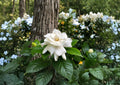 Gardenia Jasminoides Seeds – Fragrant Creamy White Flowers, Evergreen Shrub, 20 Seeds, Ornamental Plant for Gardens & Containers