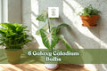 Galaxy Caladium Bulbs – Colorful Foliage, Multicolor, Shade Garden, Container Plant, Caladium spp.