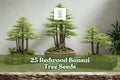 25 Redwood Bonsai Tree Seeds – Sequoia spp. – Evergreen Miniature Forest Planting for Bonsai & Ornamental Gardening